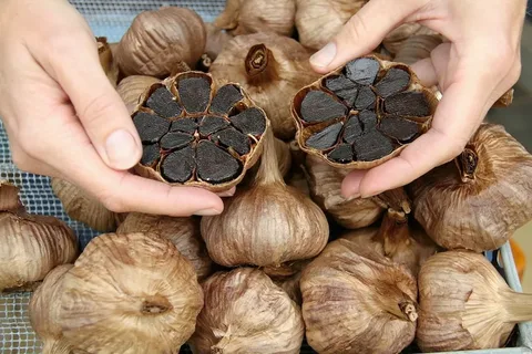تصویر 4 از حبه سیر سیاه ژاپنی با ماندگاری طولانی و بسته‌ بندی حرفه‌ ای